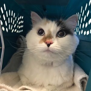 Meet your Posher, Diane